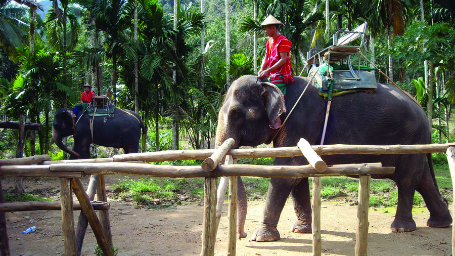 Elephant rides in Thailand nature park. (Photo: Pixabay)